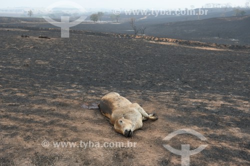 Incêndio em pastagens com gado morto pelo fogo - Neves Paulista - São Paulo (SP) - Brasil