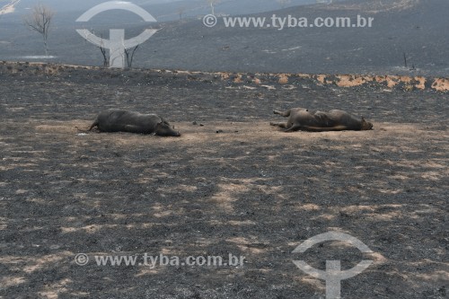 Incêndio em pastagens com gado morto pelo fogo - Neves Paulista - São Paulo (SP) - Brasil