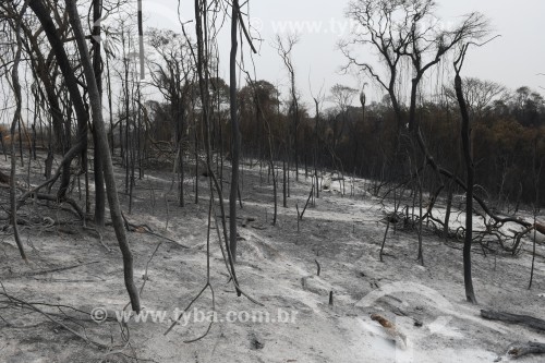 Incêndio em pastagens com gado morto pelo fogo - Neves Paulista - São Paulo (SP) - Brasil