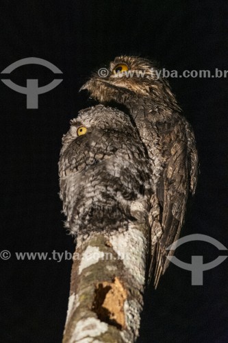 Urutau-comum (Nyctibius griseus) com filhote - Próximo ao Parque Nacional de Anavilhanas - Novo Airão - Amazonas (AM) - Brasil