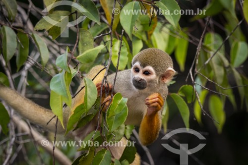 Macaco-de-cheiro (Saimiri sciureus) - Próximo ao Parque Nacional de Anavilhanas - Novo Airão - Amazonas (AM) - Brasil