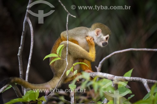 Macaco-de-cheiro (Saimiri sciureus) - Próximo ao Parque Nacional de Anavilhanas - Novo Airão - Amazonas (AM) - Brasil