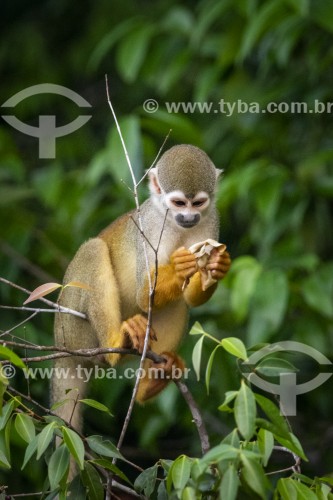 Macaco-de-cheiro (Saimiri sciureus) - Próximo ao Parque Nacional de Anavilhanas - Novo Airão - Amazonas (AM) - Brasil