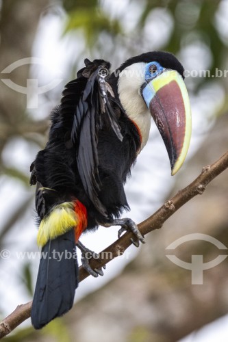 Detalhe de tucano-de-peito-branco (Ramphastos tucanus) próximo de pequena comunidade ribeirinha - Parque Nacional de Anavilhanas - Manaus - Amazonas (AM) - Brasil