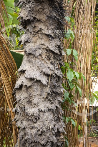 Colmeia de cupins em palmeira - Manaus - Amazonas (AM) - Brasil