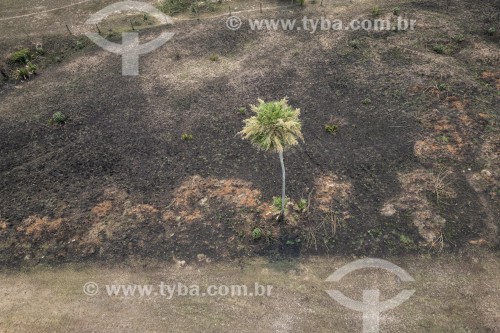 Foto feita com drone de vegetação natural queimada após incêndios - Refúgio Caiman - Miranda - Mato Grosso do Sul (MS) - Brasil