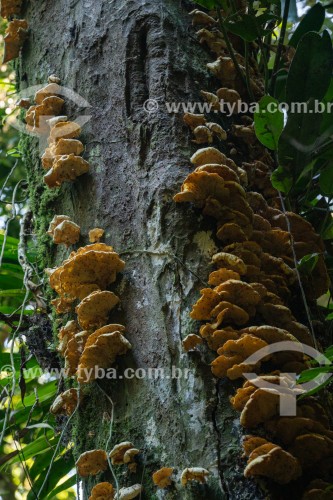 Detalhe de Fungo em tronco de árvore - Parque Estadual das Lauráceas - Adrianópolis - Paraná (PR) - Brasil