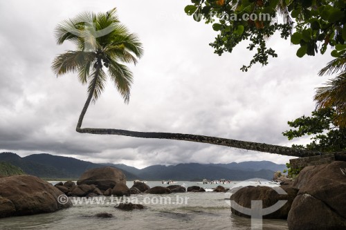 Coqueiro símbolo da Praia do Aventureiro - Angra dos Reis - Rio de Janeiro (RJ) - Brasil