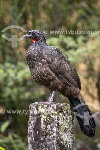 Jacuguaçu (Penelope obscura) na Área de Proteção Ambiental da Serrinha do Alambari - Resende - Rio de Janeiro (RJ) - Brasil