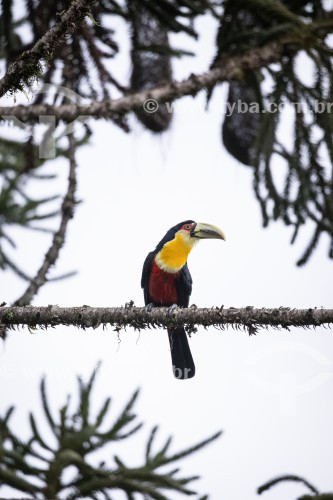 Detalhe de Tucano-de-bico-verde (Ramphastos dicolorus) na Área de Proteção Ambiental da Serrinha do Alambari - Resende - Rio de Janeiro (RJ) - Brasil