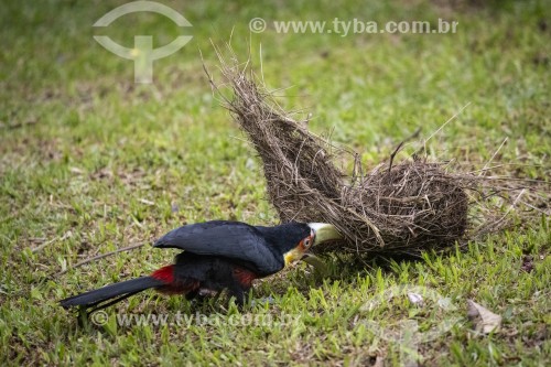 Detalhe de Tucano-de-bico-verde (Ramphastos dicolorus) procurando ovo em ninho na Área de Proteção Ambiental da Serrinha do Alambari - Resende - Rio de Janeiro (RJ) - Brasil