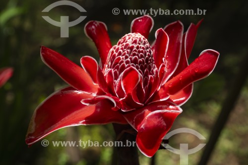 Detalhe de Bastão do Imperador (Etlingera elatior) na Área de Proteção Ambiental da Serrinha do Alambari - Resende - Rio de Janeiro (RJ) - Brasil