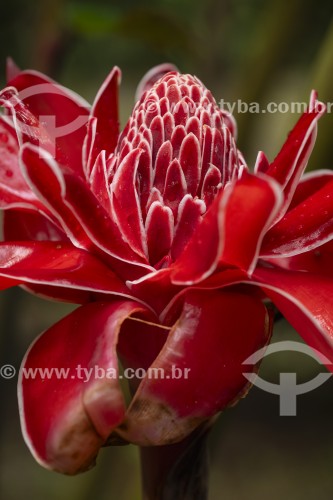 Detalhe de Bastão do Imperador (Etlingera elatior) na Área de Proteção Ambiental da Serrinha do Alambari - Resende - Rio de Janeiro (RJ) - Brasil