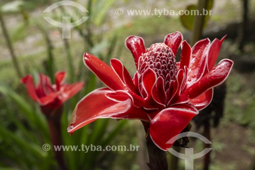 Detalhe de Bastão do Imperador (Etlingera elatior) na Área de Proteção Ambiental da Serrinha do Alambari - Resende - Rio de Janeiro (RJ) - Brasil