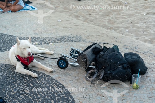 Cachorro preso a um carrinho de bebê no calçadão da Praia de Copacabana - Rio de Janeiro - Rio de Janeiro (RJ) - Brasil