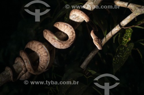 Cobra Suaçubóia (Corallus hortulanus) - Próximo ao Parque Nacional de Anavilhanas - Novo Airão - Amazonas (AM) - Brasil