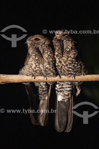 Casal de Bacurau-de-cauda-barrada (Nyctiprogne leucopyga) - Parque Nacional de Anavilhanas - Manaus - Amazonas (AM) - Brasil