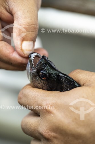 Pesca de Piranha (Pygocentrus) no Rio Negro - Parque Nacional de Anavilhanas - Manaus - Amazonas (AM) - Brasil