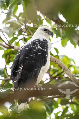 Gavião-branco (Pseudastur albicollis) - Parque Nacional de Anavilhanas - Novo Airão - Amazonas (AM) - Brasil