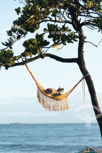 Gato descansando em rede olhando para o mar - Arpoador - Rio de Janeiro - Rio de Janeiro (RJ) - Brasil
