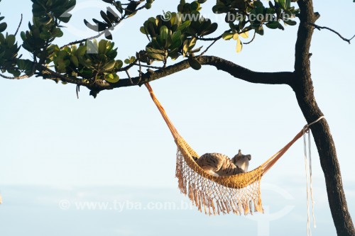 Gato descansando em rede olhando para o mar - Arpoador - Rio de Janeiro - Rio de Janeiro (RJ) - Brasil