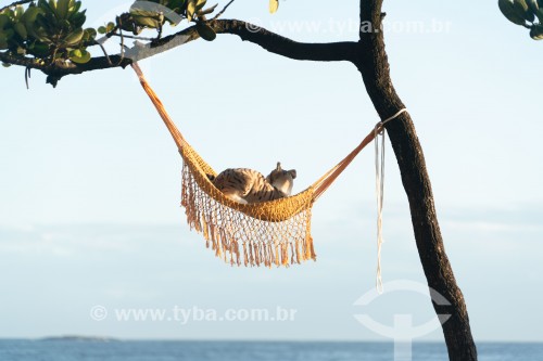 Gato descansando em rede olhando para o mar - Arpoador - Rio de Janeiro - Rio de Janeiro (RJ) - Brasil