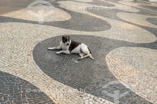 Cachorro no calçadão da Praia de Copacabana - Rio de Janeiro - Rio de Janeiro (RJ) - Brasil