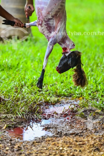 Gaúcho carneando ovelha - Erval Seco - Rio Grande do Sul (RS) - Brasil