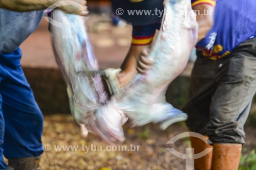 Gaúcho carneando ovelha - Erval Seco - Rio Grande do Sul (RS) - Brasil