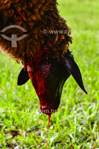 Gaúcho carneando ovelha - Erval Seco - Rio Grande do Sul (RS) - Brasil