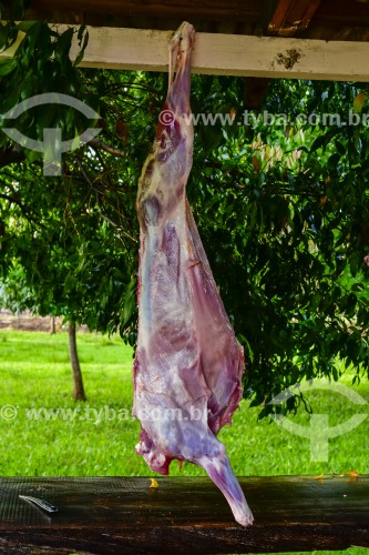 Gaúcho carneando ovelha - Erval Seco - Rio Grande do Sul (RS) - Brasil