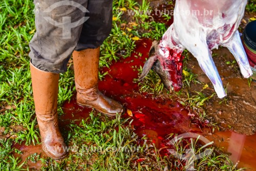 Gaúcho carneando ovelha - Erval Seco - Rio Grande do Sul (RS) - Brasil