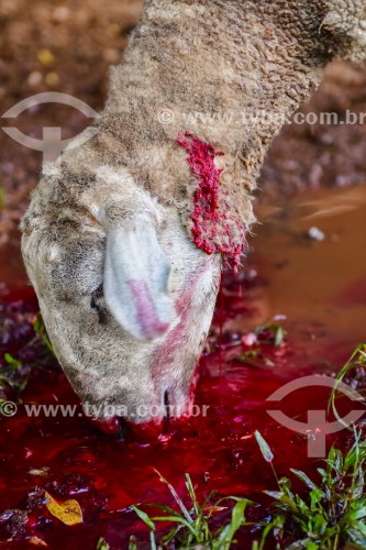 Gaúcho carneando ovelha - Erval Seco - Rio Grande do Sul (RS) - Brasil