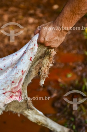 Gaúcho carneando ovelha - Erval Seco - Rio Grande do Sul (RS) - Brasil