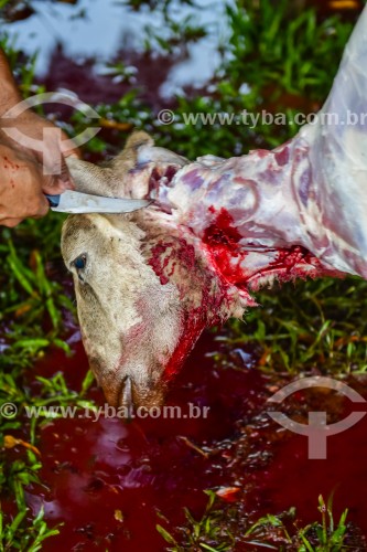 Gaúcho carneando ovelha - Erval Seco - Rio Grande do Sul (RS) - Brasil