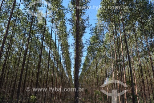 Plantação de Eucaliptos - Três Lagoas - Mato Grosso do Sul (MS) - Brasil