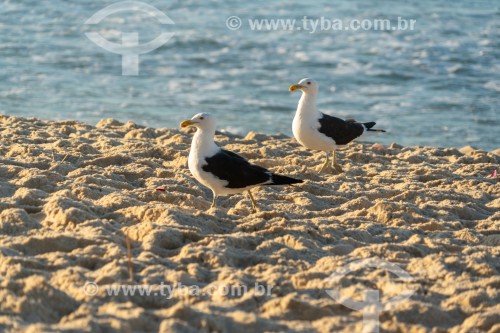 Gaivotão (Larus dominicanus) na Praia de Copacabana - Rio de Janeiro - Rio de Janeiro (RJ) - Brasil
