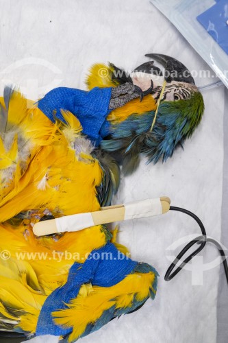 Tratamento de Arara-de-barriga-amarela (Ara ararauna) após resgate - Refúgio das Aves - Parque Três Pescadores - Aparecida - São Paulo (SP) - Brasil