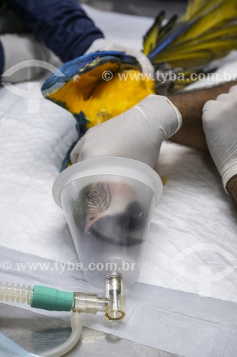 Tratamento de Arara-de-barriga-amarela (Ara ararauna) após resgate - Refúgio das Aves - Parque Três Pescadores - Aparecida - São Paulo (SP) - Brasil