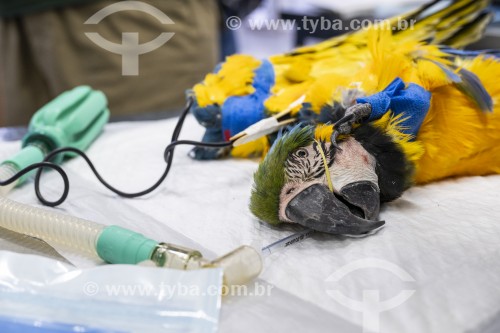 Tratamento de Arara-de-barriga-amarela (Ara ararauna) após resgate - Refúgio das Aves - Parque Três Pescadores - Aparecida - São Paulo (SP) - Brasil