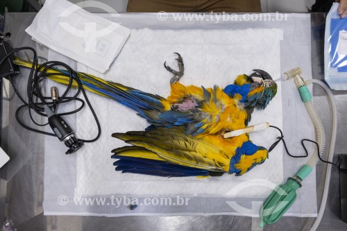 Tratamento de Arara-de-barriga-amarela (Ara ararauna) após resgate - Refúgio das Aves - Parque Três Pescadores - Aparecida - São Paulo (SP) - Brasil