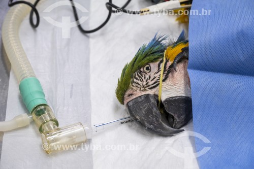 Tratamento de Arara-de-barriga-amarela (Ara ararauna) após resgate - Refúgio das Aves - Parque Três Pescadores - Aparecida - São Paulo (SP) - Brasil