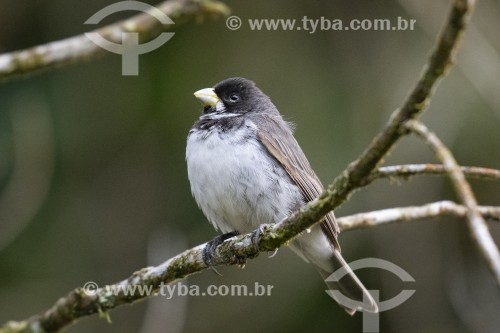 Detalhe de Coleirinho (Sporophila caerulescens) na Área de Proteção Ambiental da Serrinha do Alambari - Resende - Rio de Janeiro (RJ) - Brasil