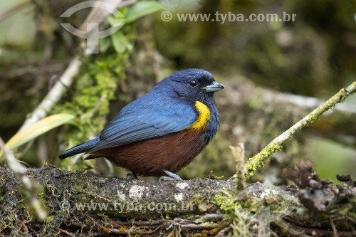 Detalhe de Ferro-velho (Euphonia pectoralis) - na Área de Proteção Ambiental da Serrinha do Alambari - Resende - Rio de Janeiro (RJ) - Brasil