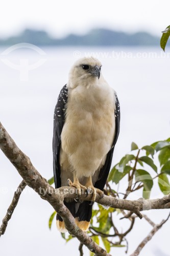 Gavião-branco (Pseudastur albicollis) - Parque Nacional de Anavilhanas - Novo Airão - Amazonas (AM) - Brasil