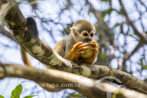 Macaco-de-cheiro (Saimiri sciureus) - Próximo ao Parque Nacional de Anavilhanas - Novo Airão - Amazonas (AM) - Brasil