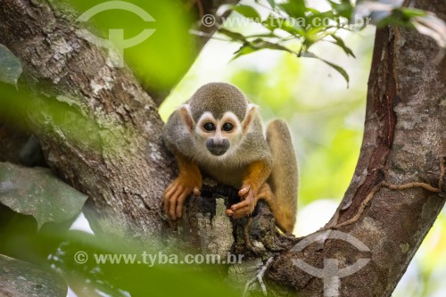 Macaco-de-cheiro (Saimiri sciureus) - Próximo ao Parque Nacional de Anavilhanas - Novo Airão - Amazonas (AM) - Brasil