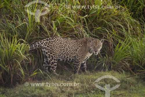 Onça pintada (panthera onca) - Refúgio Caiman - Miranda - Mato Grosso do Sul (MS) - Brasil