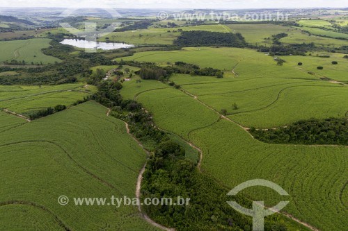 Foto feita com drone de plantação de cana-de-açucar - Santa Rita do Passa Quatro - São Paulo (SP) - Brasil