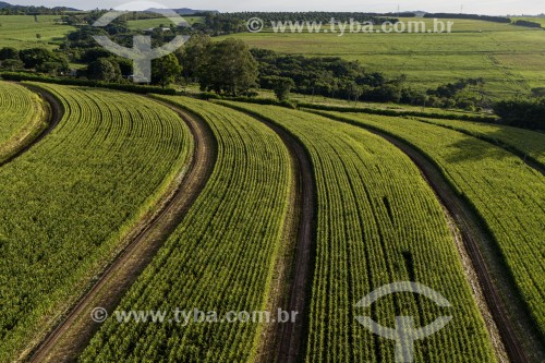 Foto feita com drone de plantação de milho usada como ração animal em propriedade de criação de búfalos - Santa Rita do Passa Quatro - São Paulo (SP) - Brasil